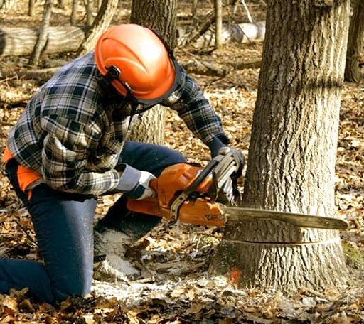 Tree Removal in Martindale, TX